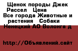 Щенок породы Джек Рассел › Цена ­ 50 000 - Все города Животные и растения » Собаки   . Ненецкий АО,Волонга д.